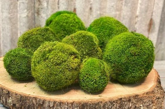 Moss & Decorative Wood